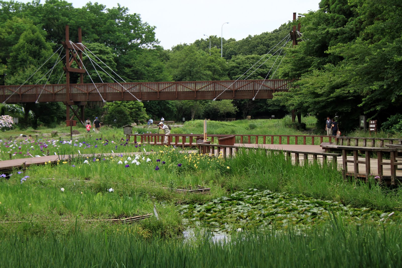 大和市・泉の森の緑のかけ橋と湿生植物園